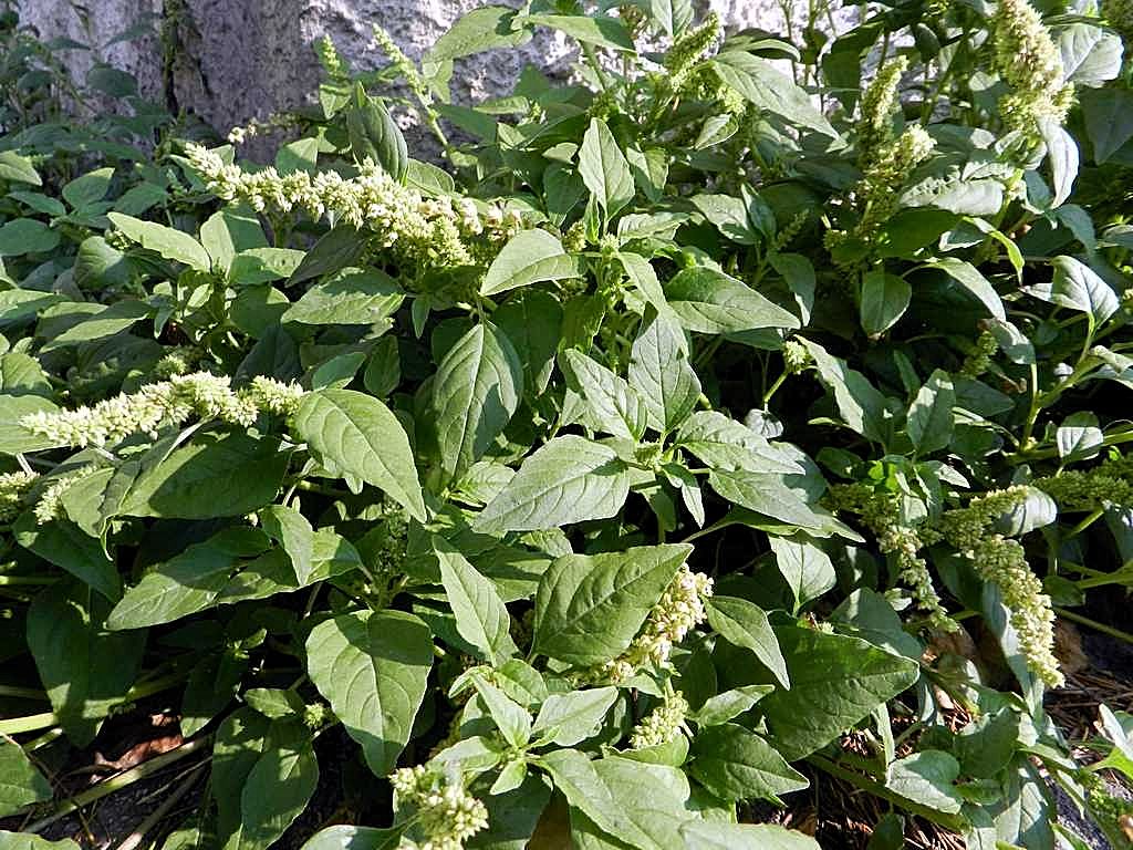 Amaranthus deflexus / Amaranto prostrato