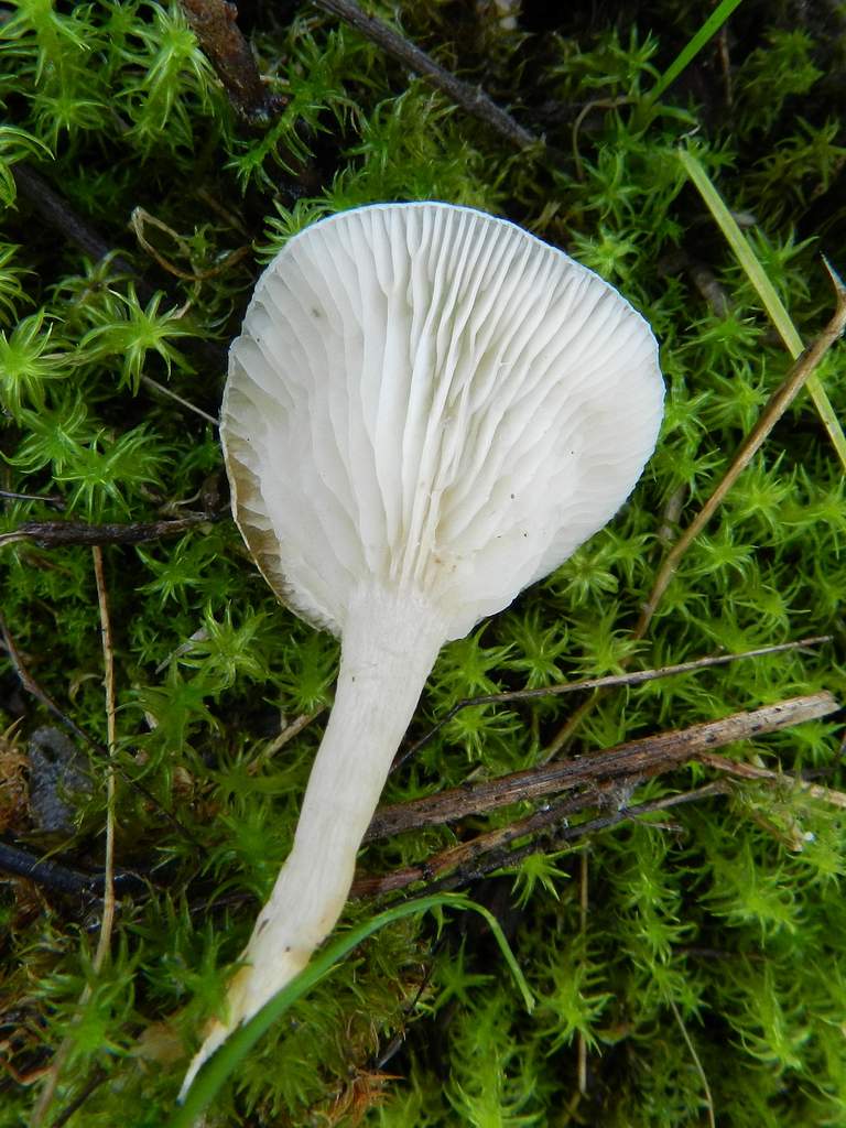 Fungo da determinare