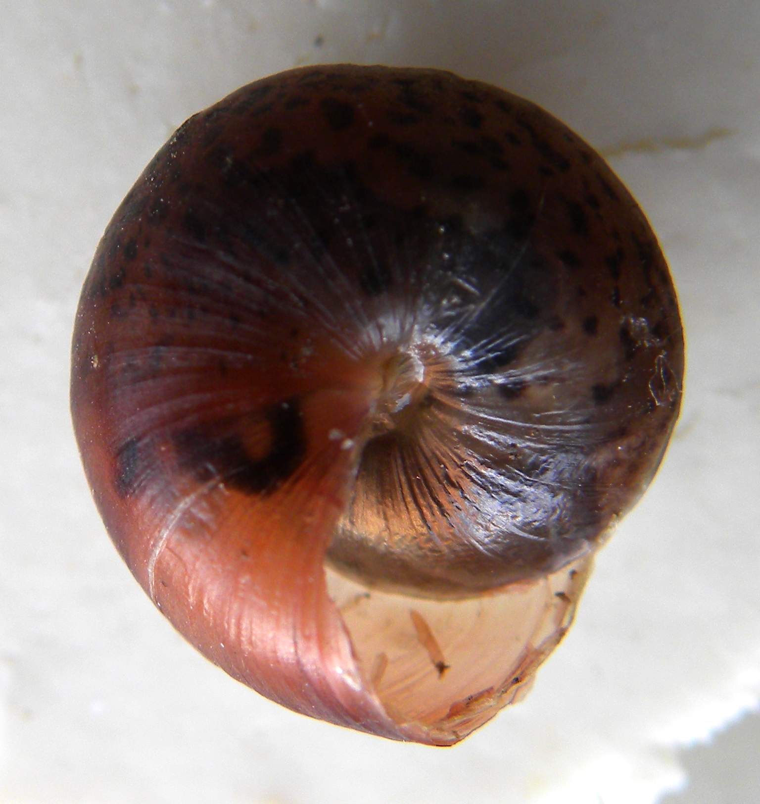 identificazione mollusco terrestre