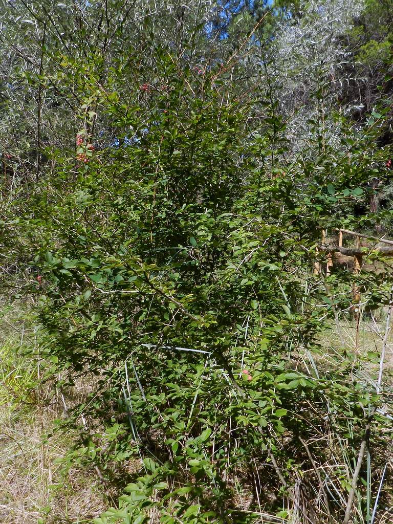 Berberis vulgaris