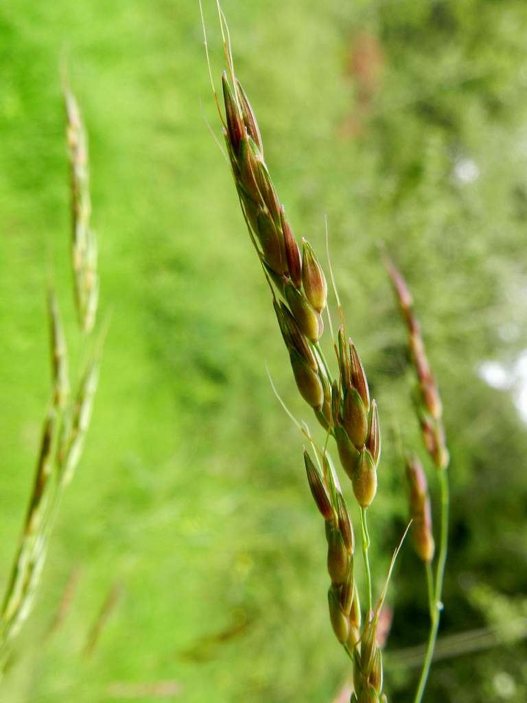 Sorghum halepense / Sorgo selvatico