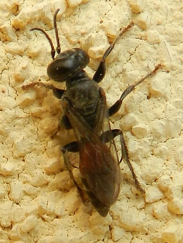 Tachytes cf. panzeri, Crabronidae