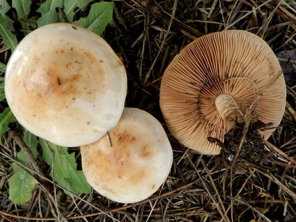 Fungo da determinare