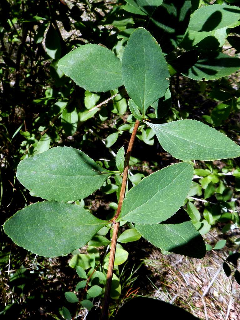 Berberis vulgaris