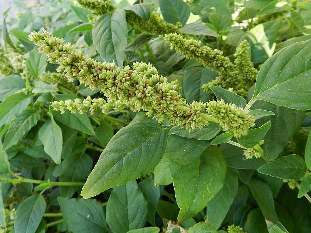 Amaranthus deflexus / Amaranto prostrato