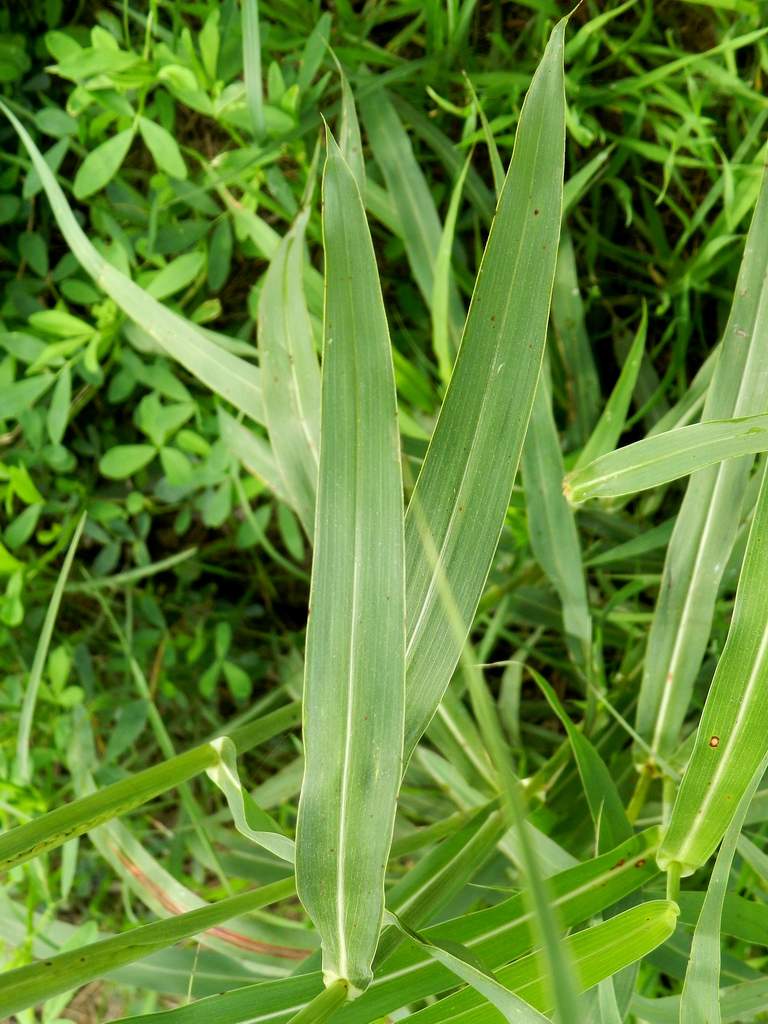 Sorghum halepense / Sorgo selvatico