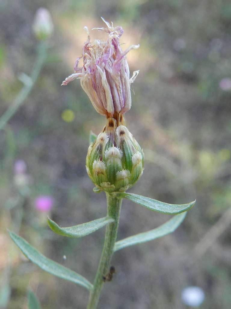 Centaurea tommasinii / Fiordaliso di Tommasini