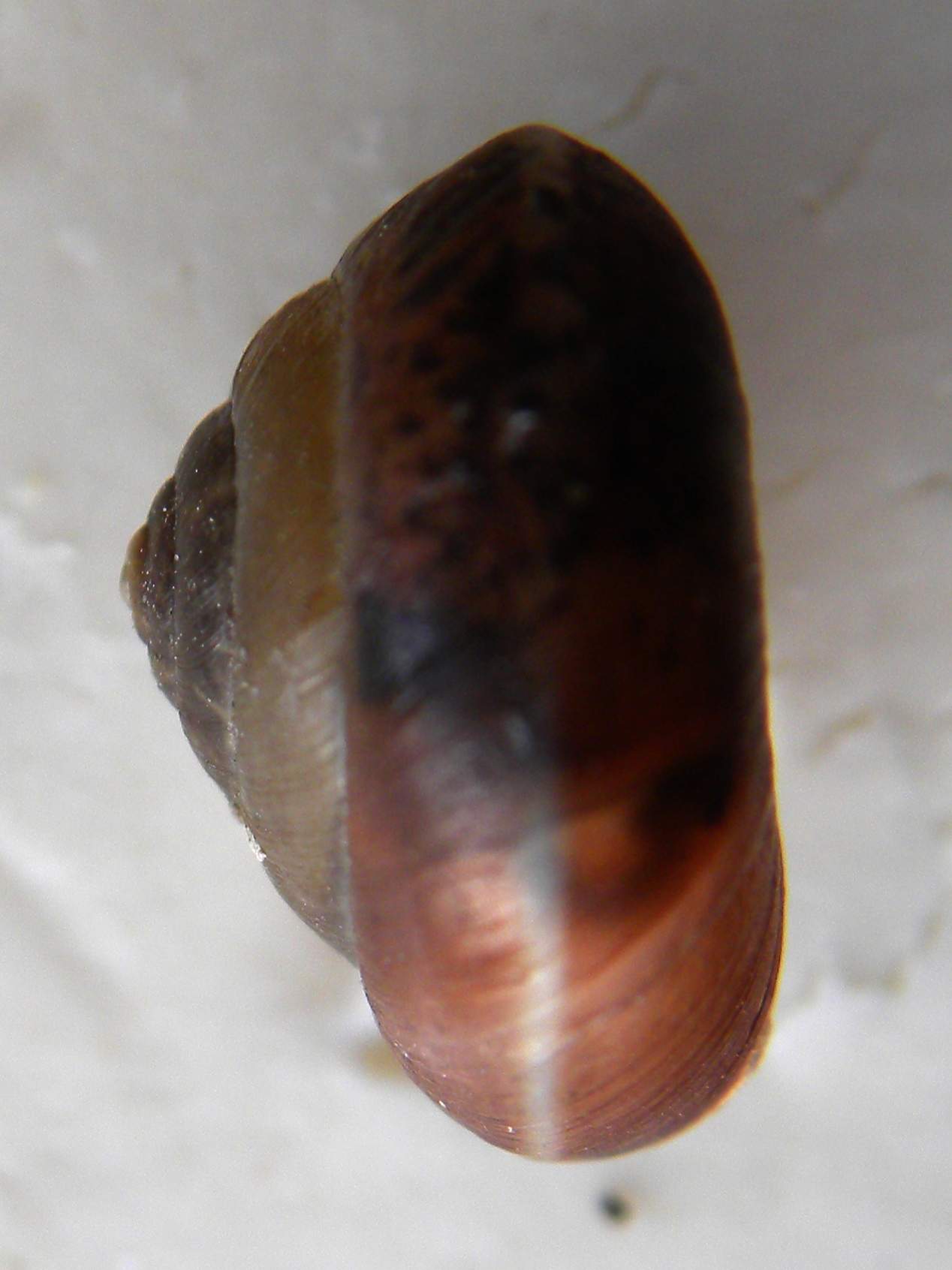 identificazione mollusco terrestre