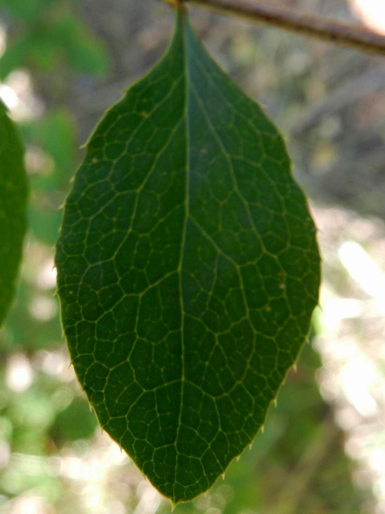 Berberis vulgaris