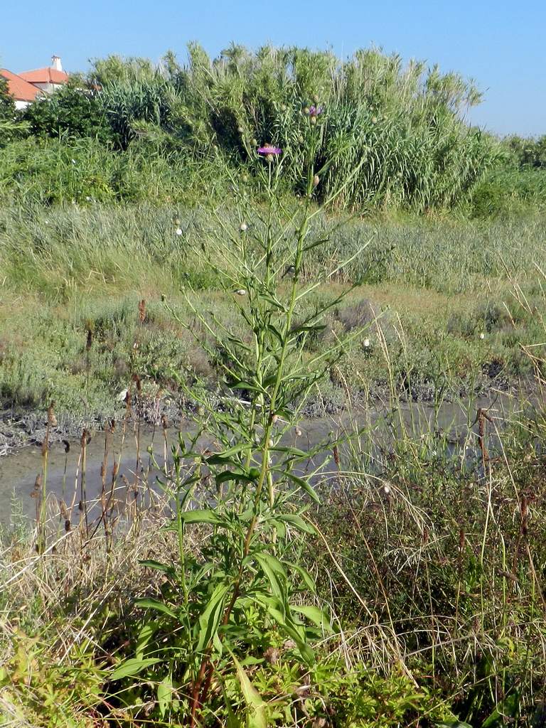Centaurea sp.