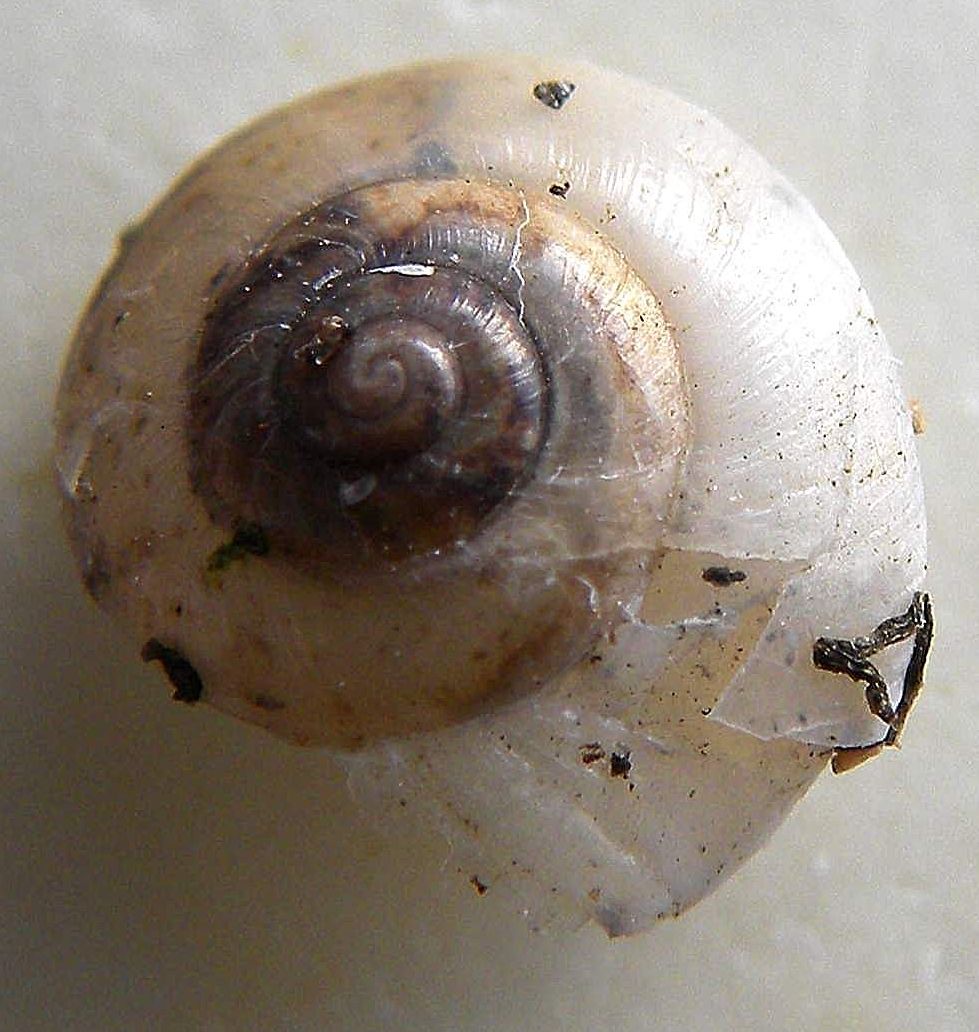 identificazione mollusco terrestre