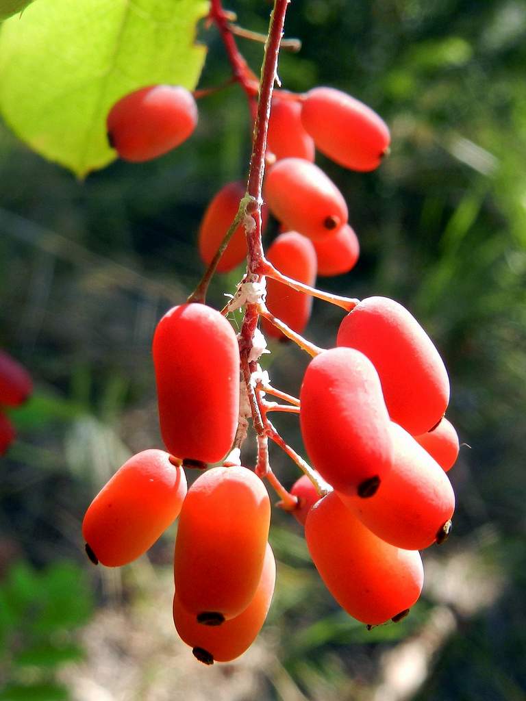 Berberis vulgaris