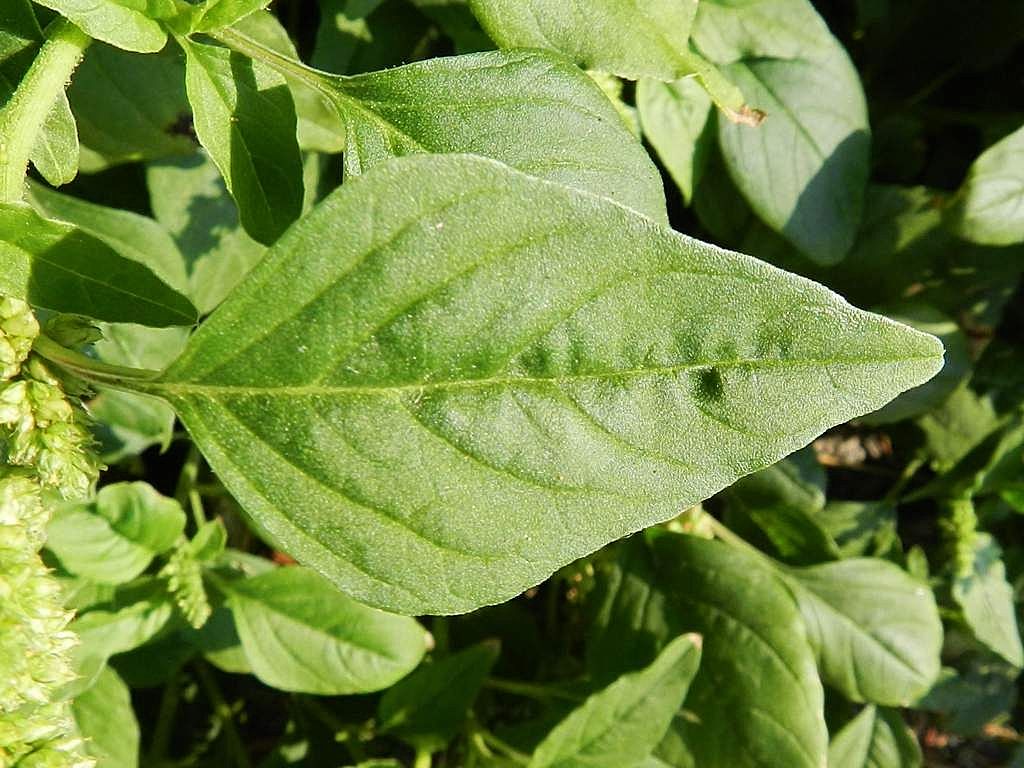 Amaranthus deflexus / Amaranto prostrato