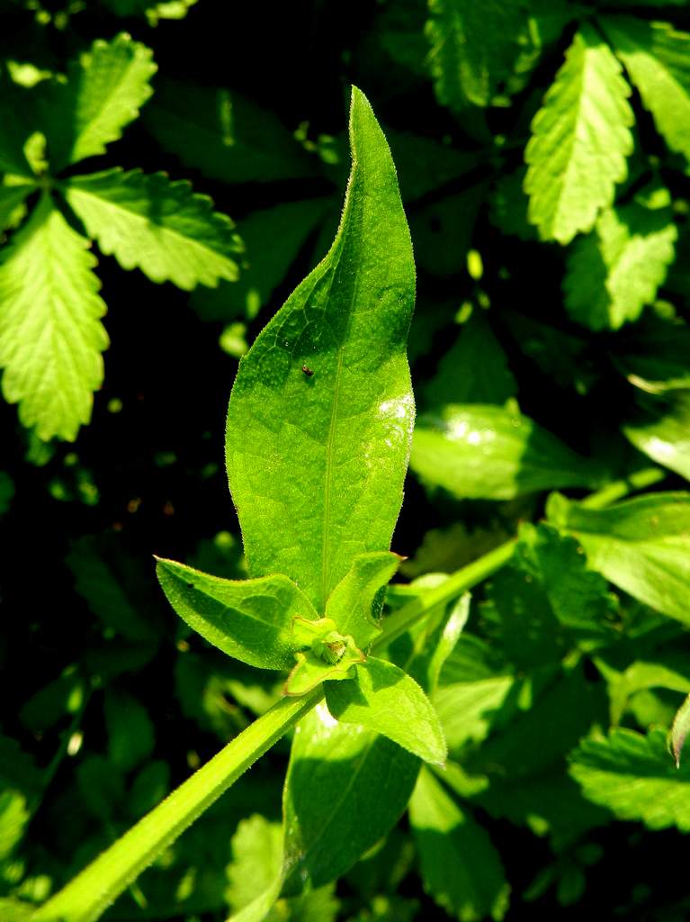 Centaurea sp. da identificare
