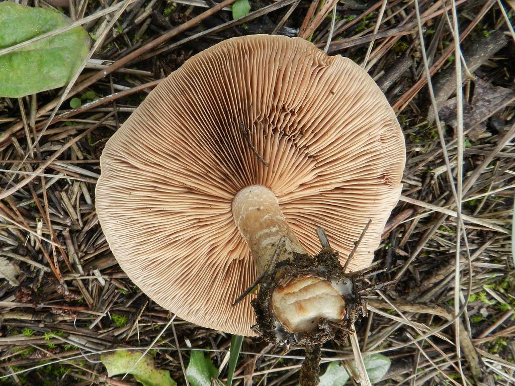 Fungo da determinare