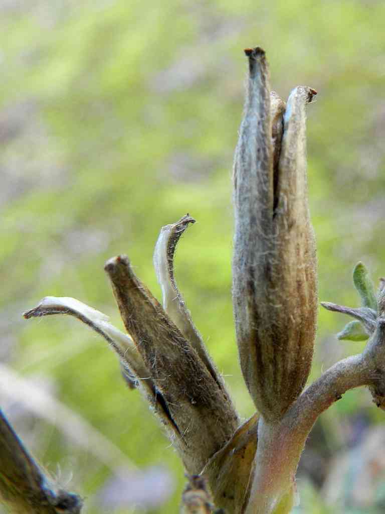 Oenothera sp.