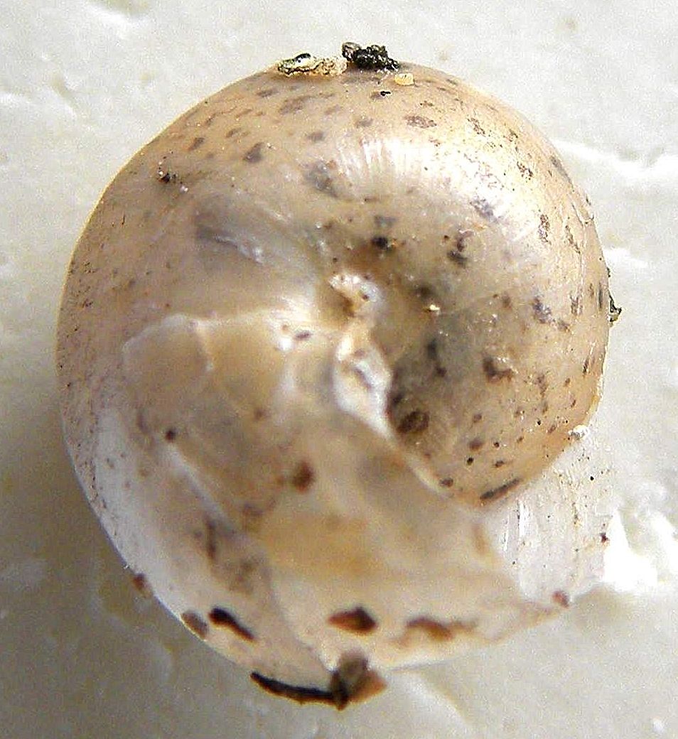 identificazione mollusco terrestre