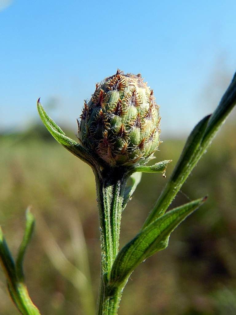 Centaurea sp.