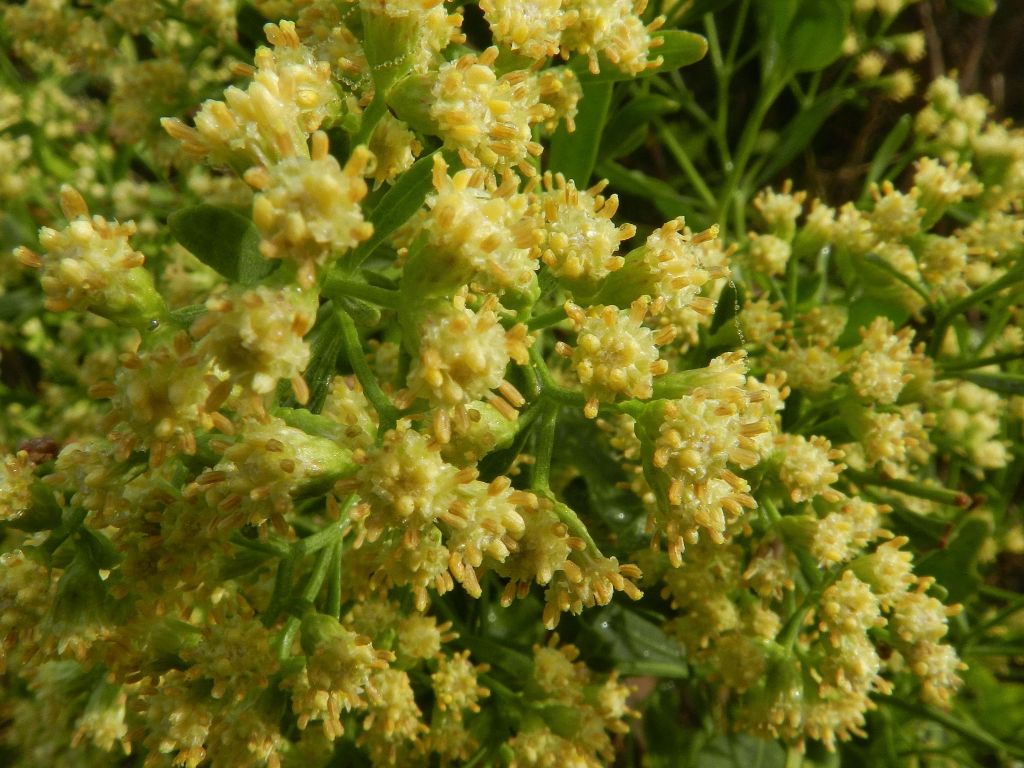 Baccharis halimifolia / Baccaris