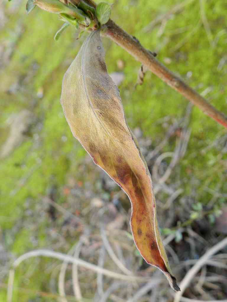 Oenothera sp.