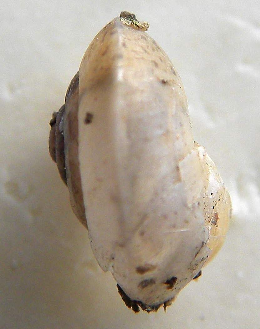identificazione mollusco terrestre