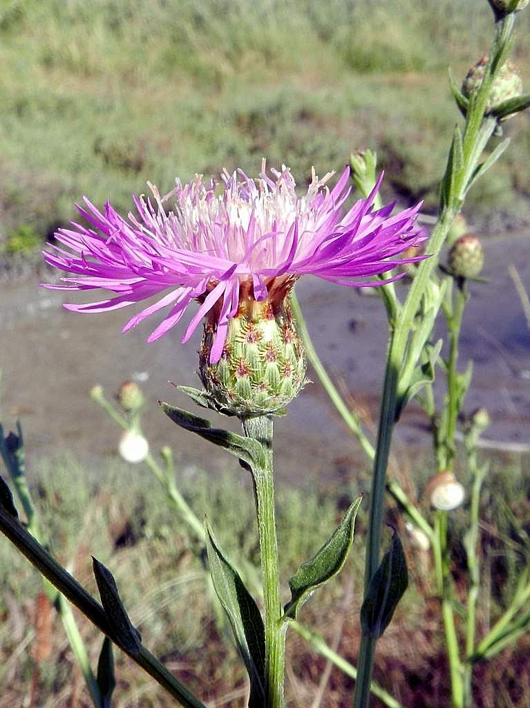 Centaurea sp.