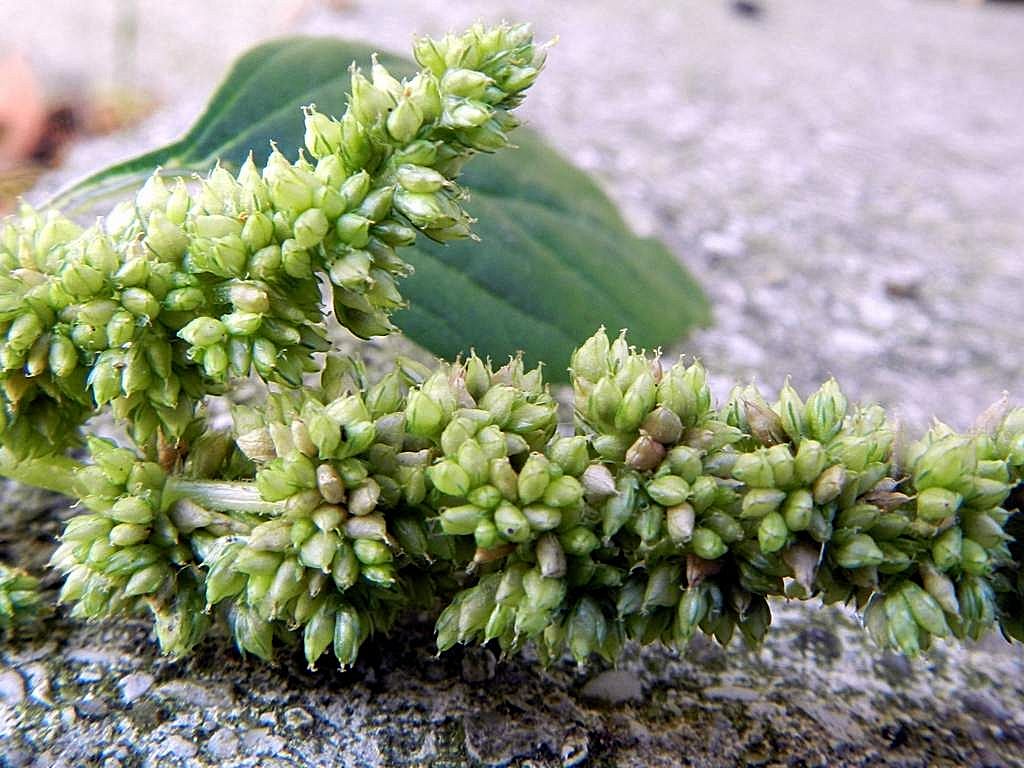Amaranthus deflexus / Amaranto prostrato