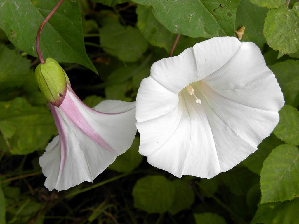 Convolvulus silvaticus (=Calystegia sylvatica) / Vilucchio maggiore