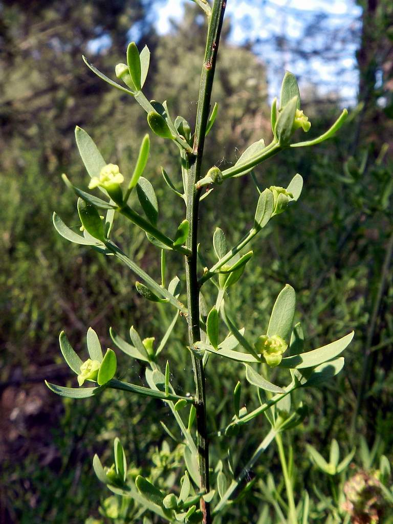 Osyris alba