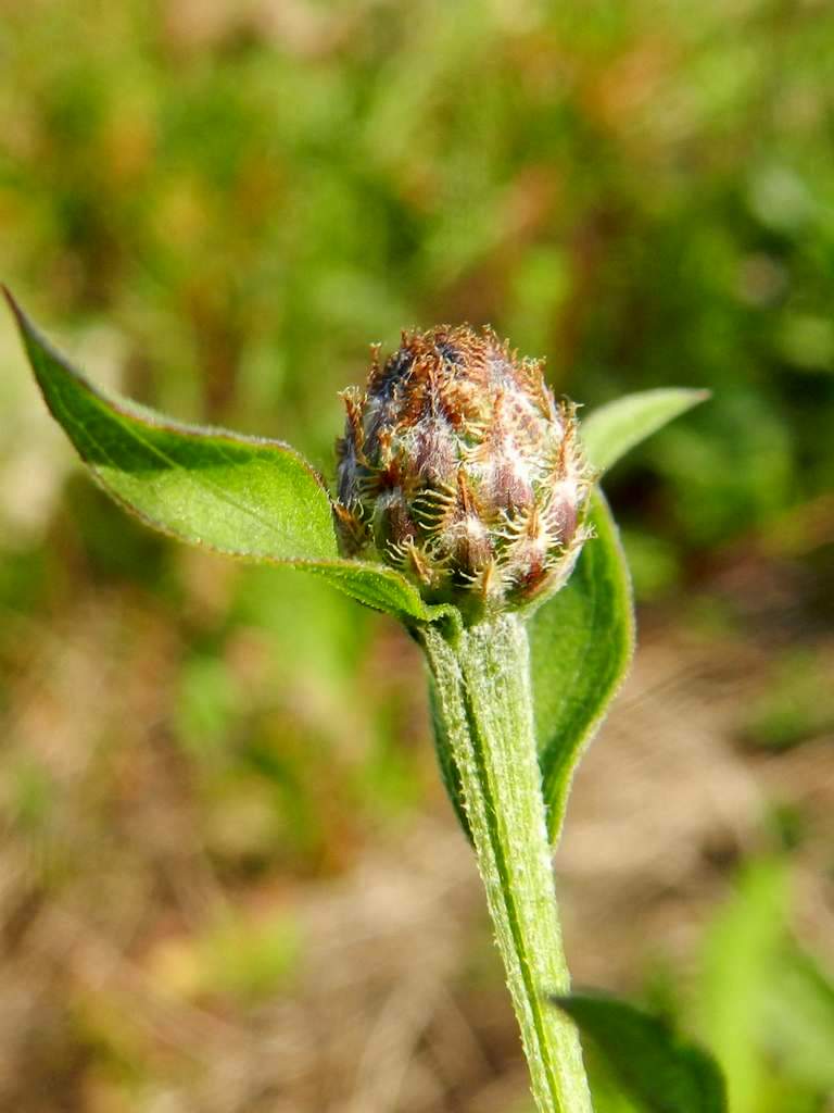 Centaurea sp. da identificare