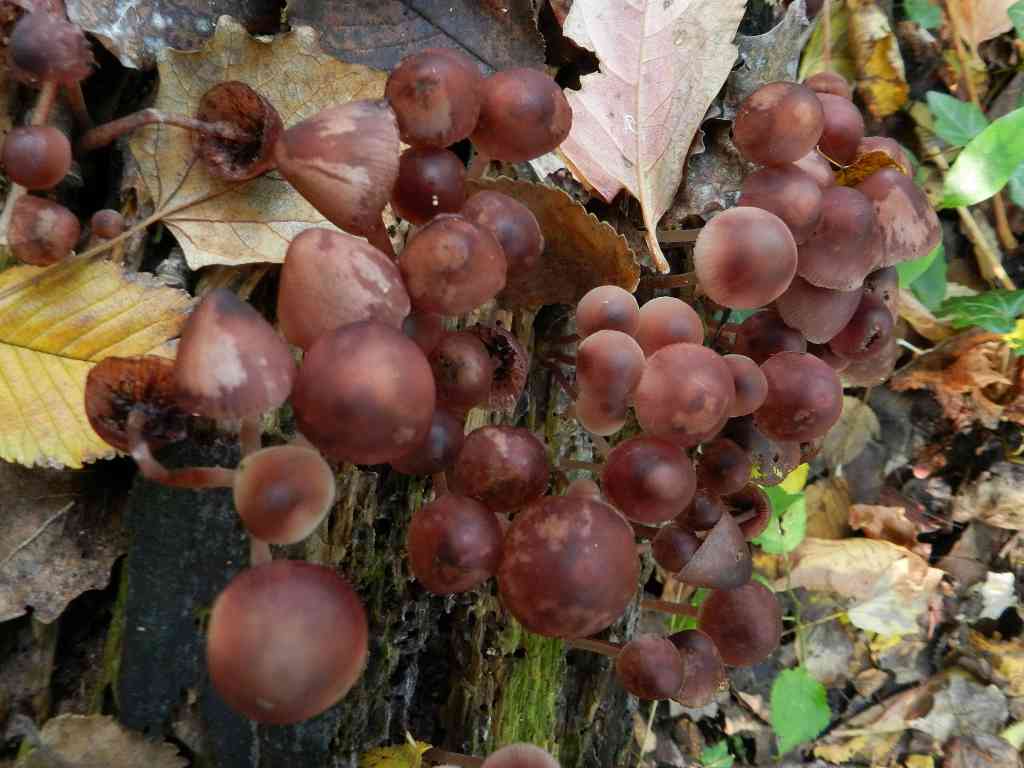 fungo da determinare