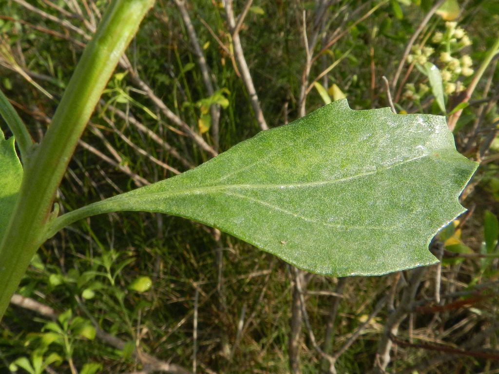 Baccharis halimifolia / Baccaris
