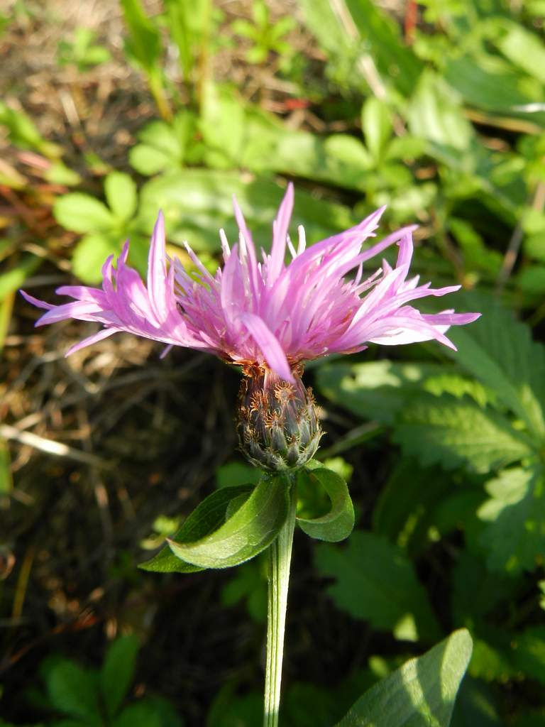 Centaurea sp. da identificare