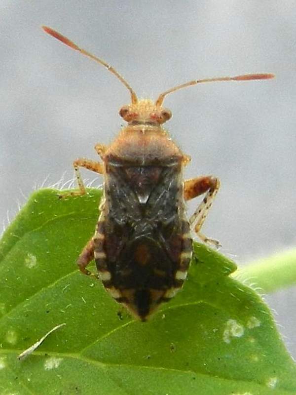 Rhopalidae: Rhopalus subrufus del Veneto (VE)