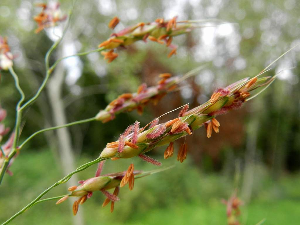 Sorghum halepense / Sorgo selvatico