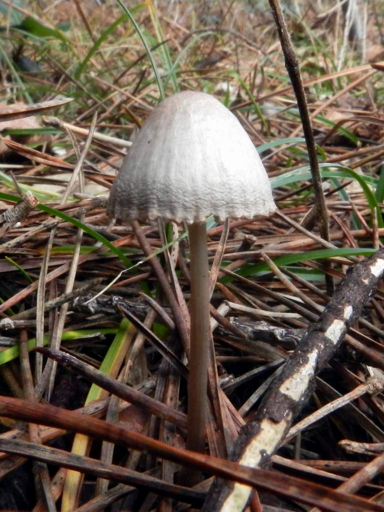 Fungo da determinare