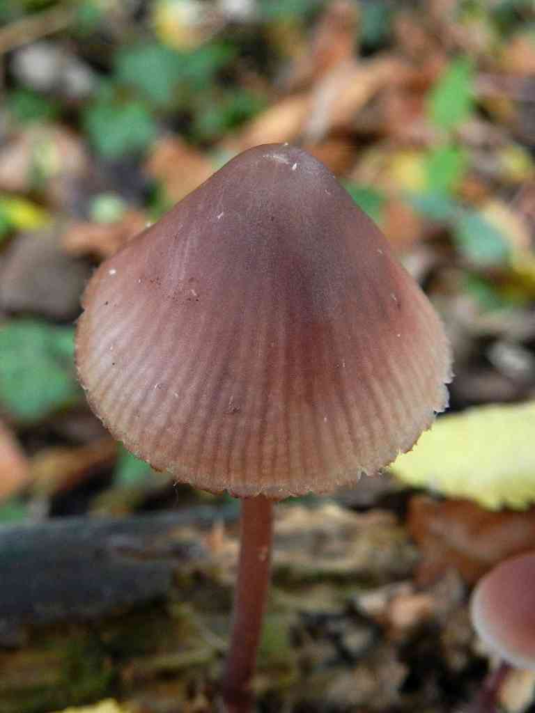 fungo da determinare