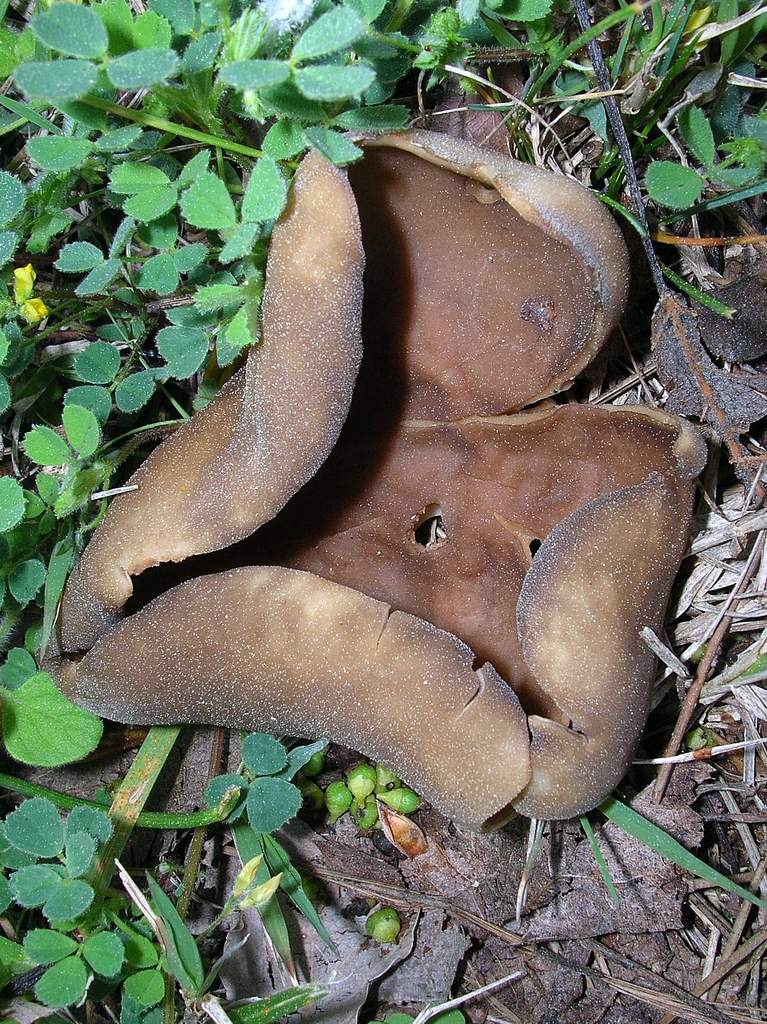 Helvella acetabulum