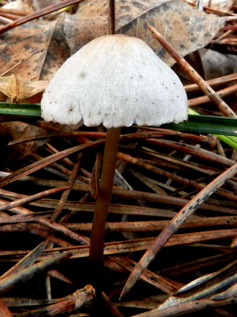 Fungo da determinare