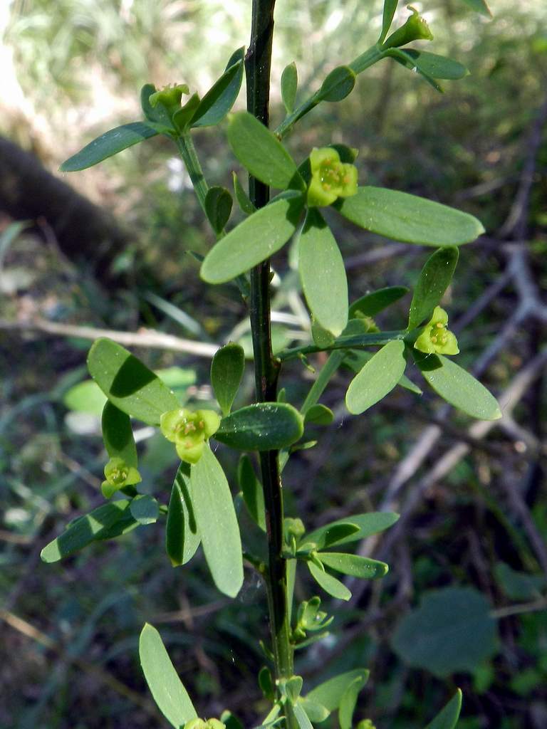 Osyris alba