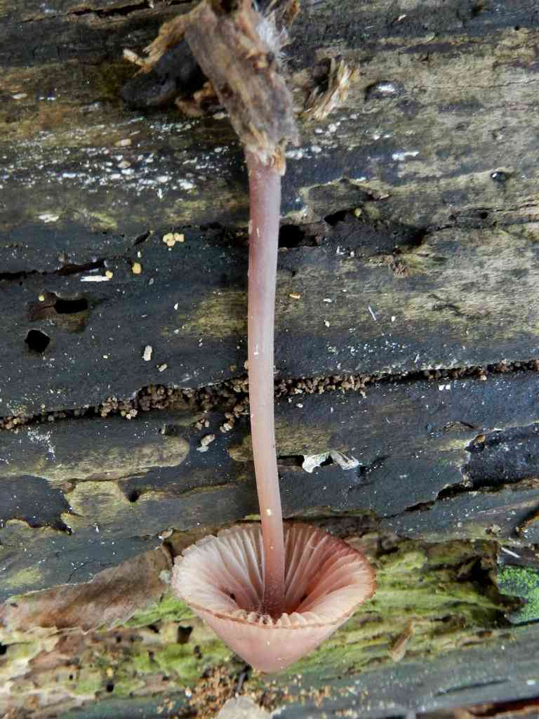 fungo da determinare