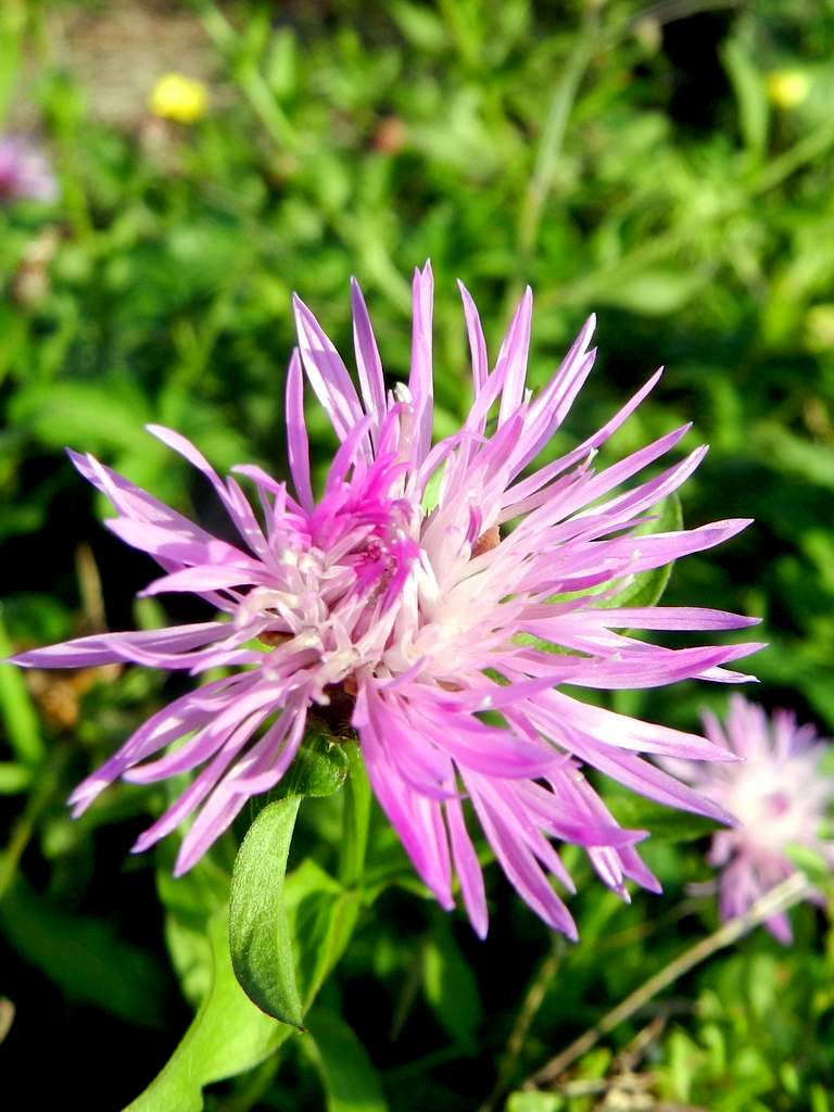 Centaurea sp. da identificare