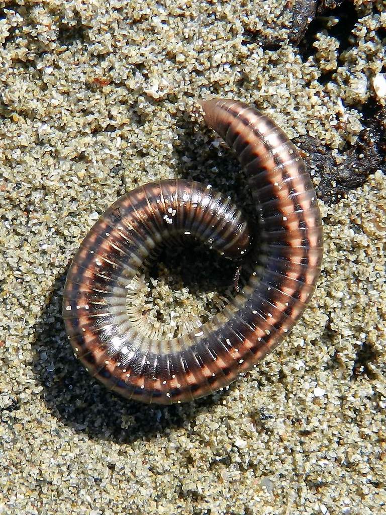 Julidae sp. (Diplopoda)