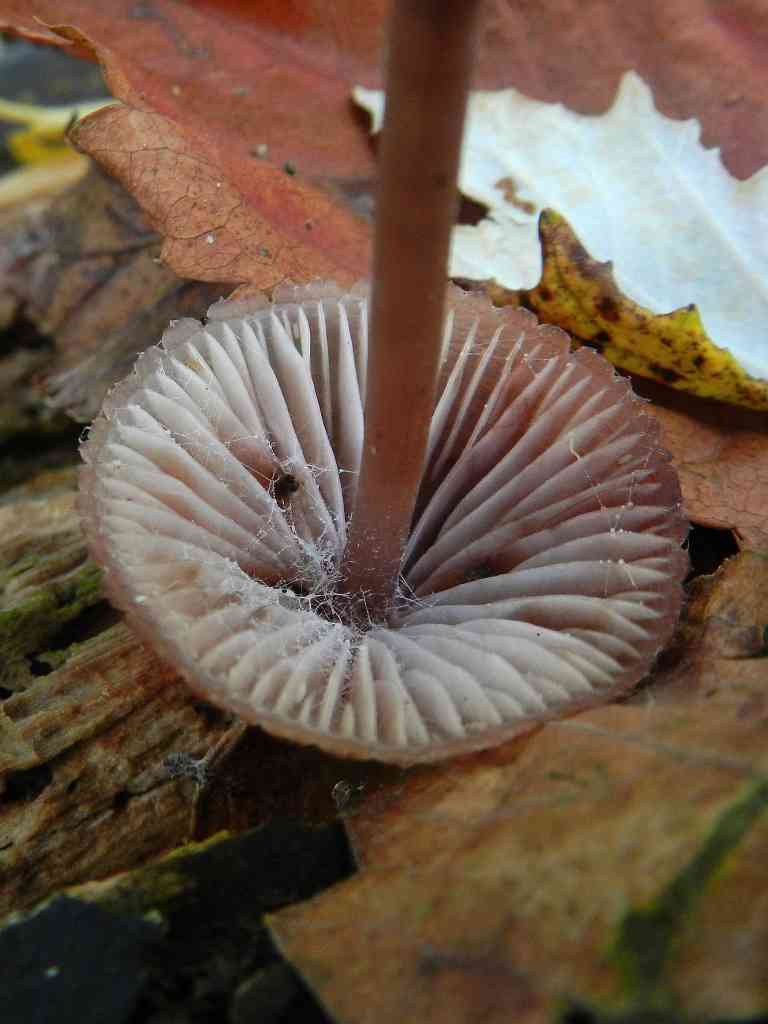 fungo da determinare