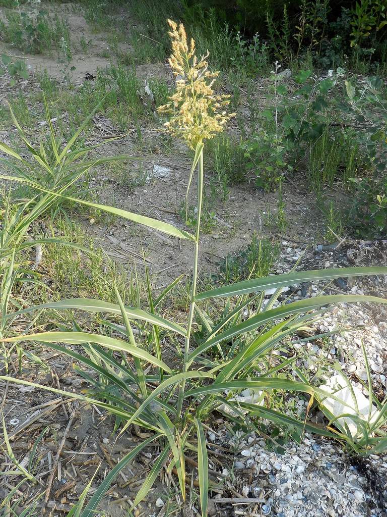 Sorghum halepense / Sorgo selvatico