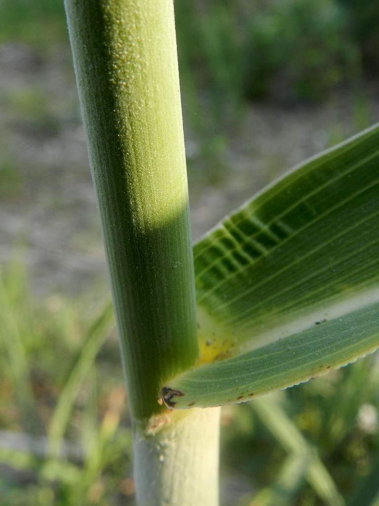 Sorghum halepense / Sorgo selvatico