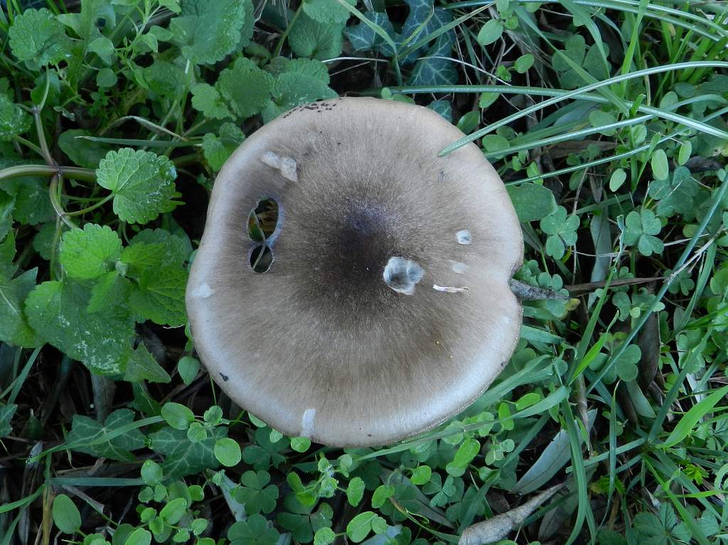 Fungo da determinare