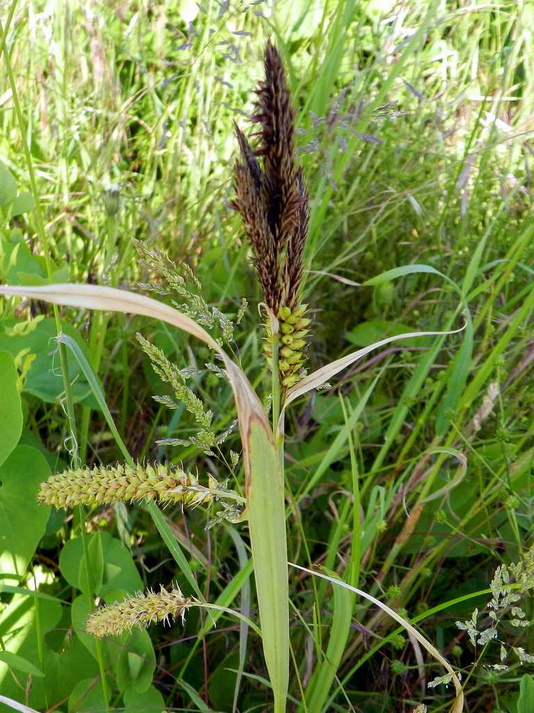 Carex sp.