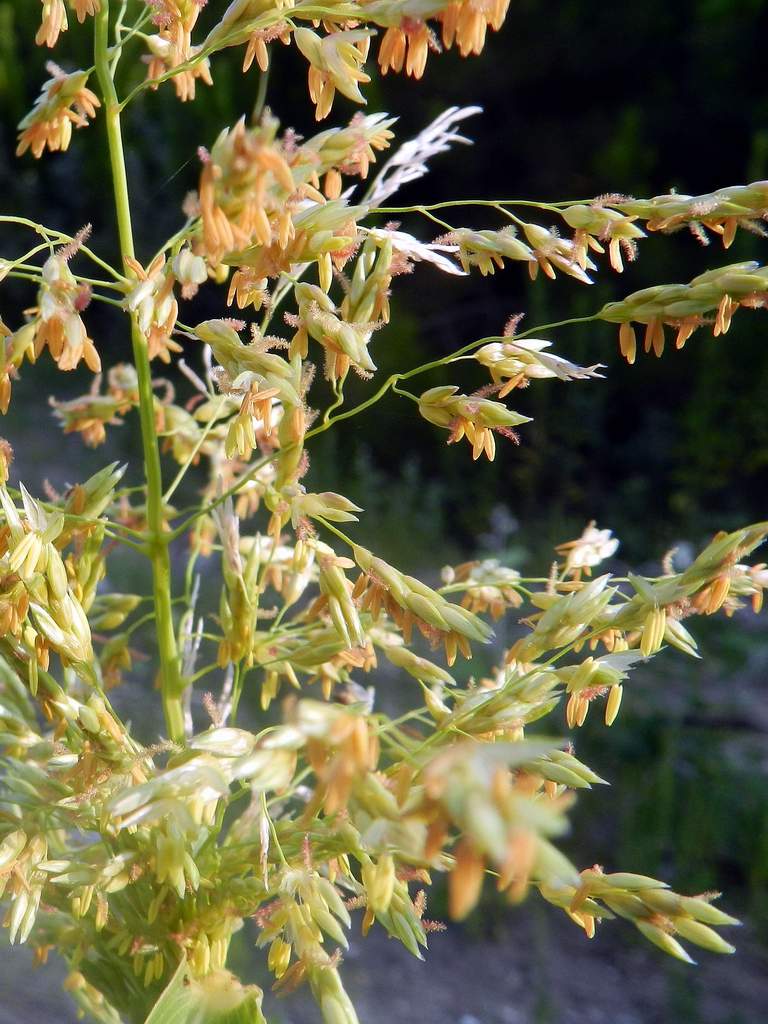 Sorghum halepense / Sorgo selvatico
