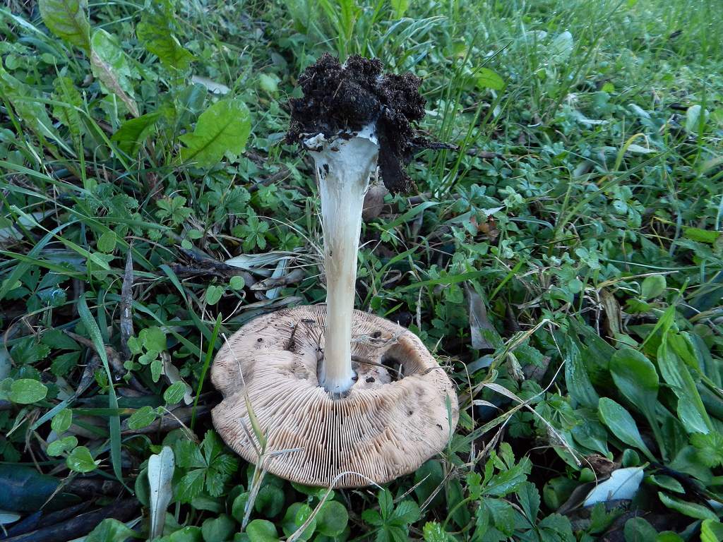 Fungo da determinare